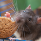 Image for article titled Egg McMuffin Rat is the queen of New York